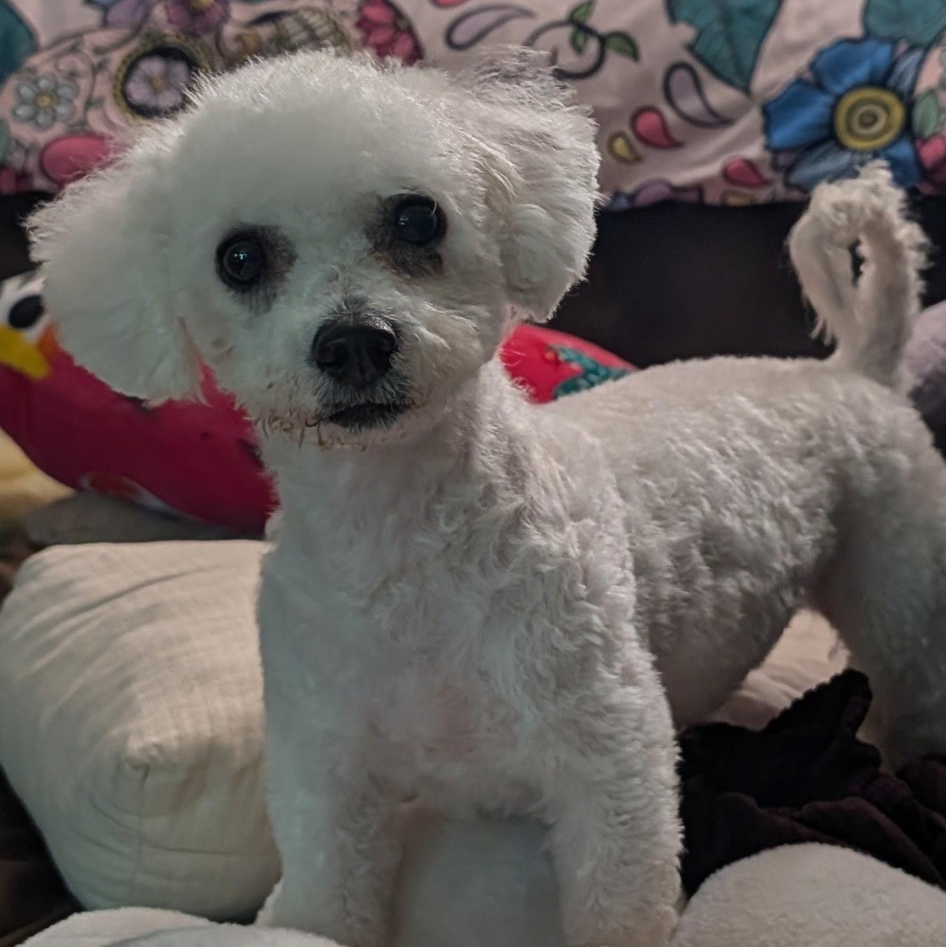 Enlarge Sugar, an adopted Poodle in Painesville, OH image 3/5