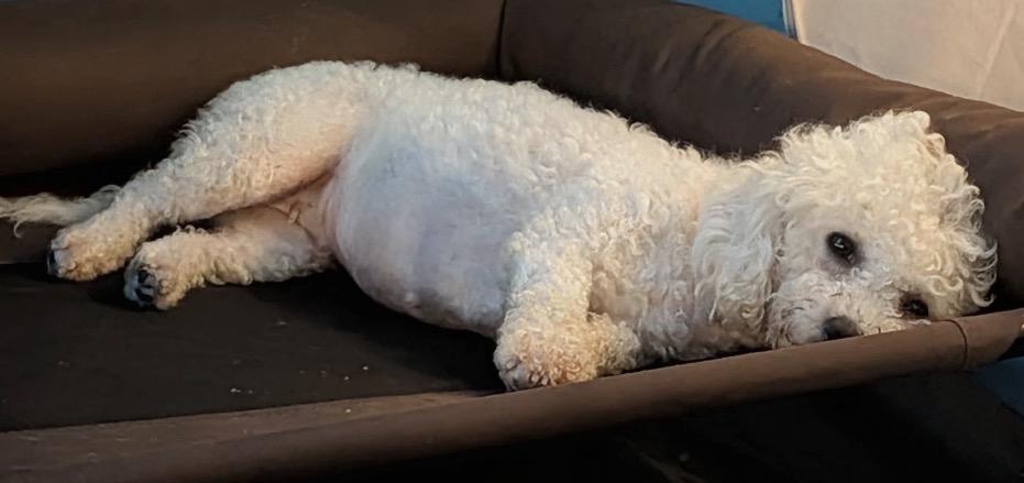 Enlarge Sugar, an adopted Poodle in Painesville, OH image 5/5