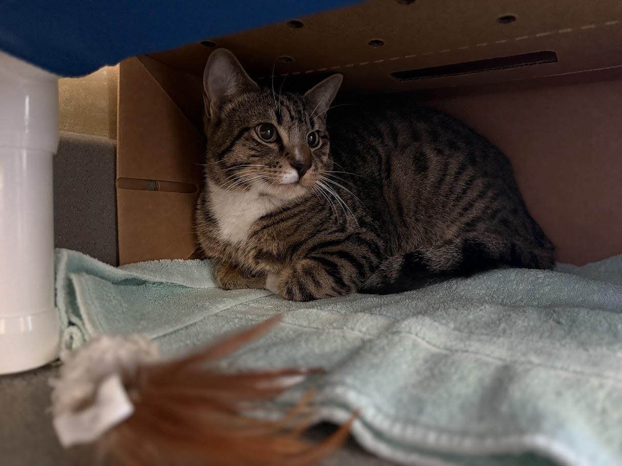 Enlarge Mel, a ADOPTABLE Domestic Short Hair in Berkeley, CA image 2/2