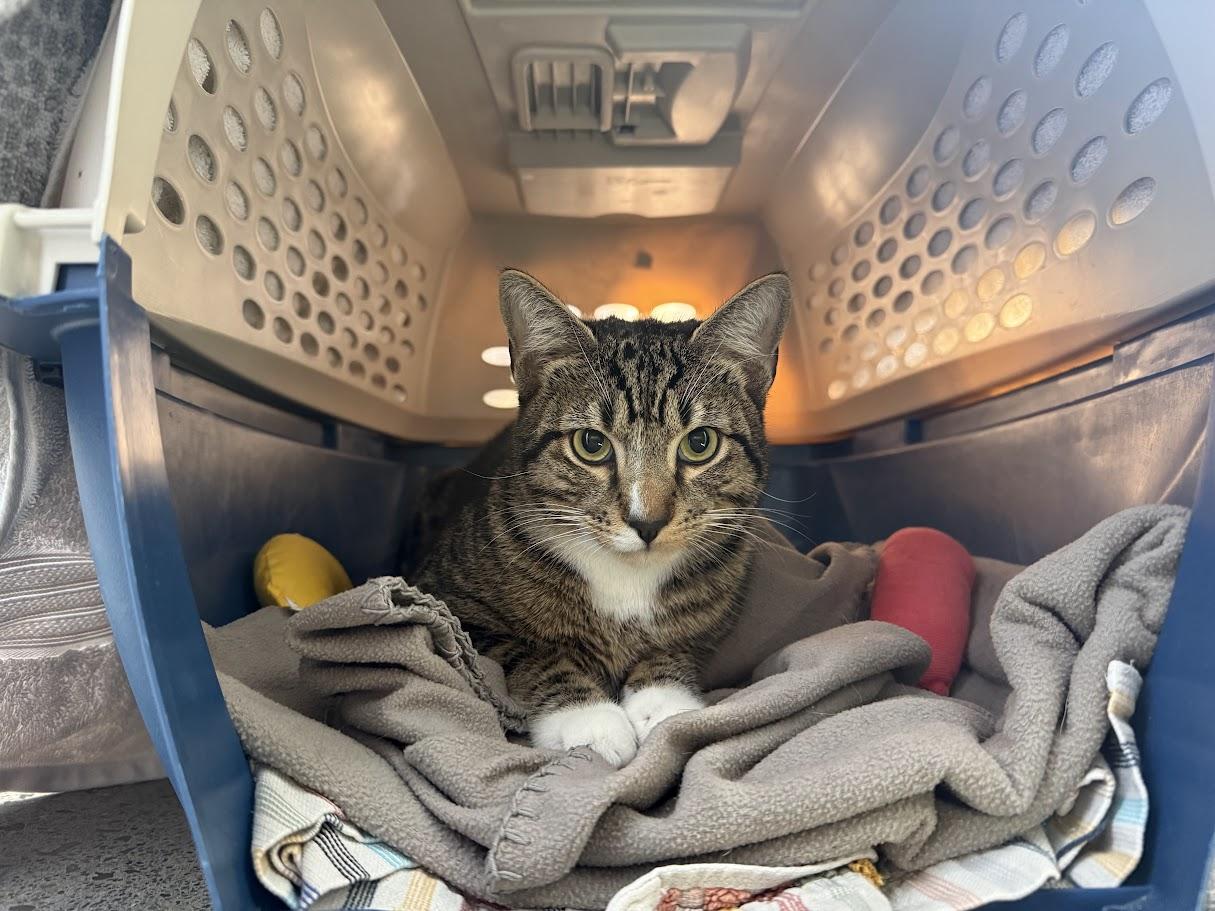 Enlarge Mel, a ADOPTABLE Domestic Short Hair in Berkeley, CA image 3/4