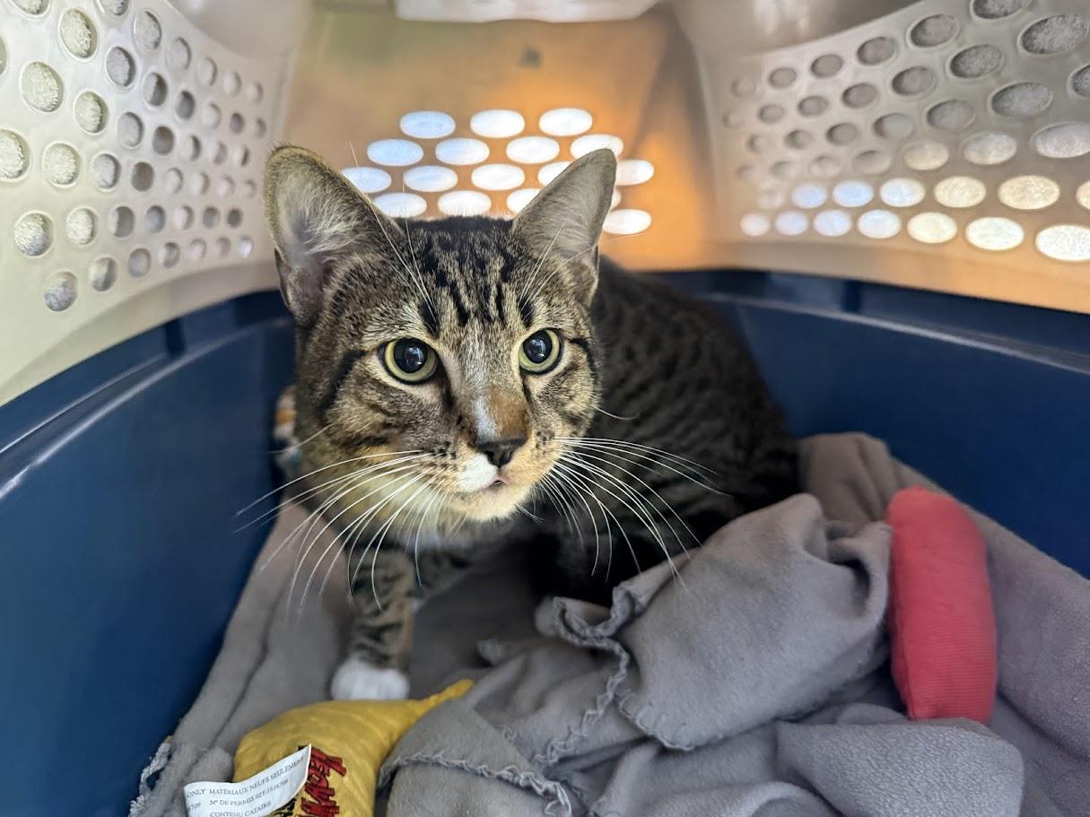 Enlarge Mel, a ADOPTABLE Domestic Short Hair in Berkeley, CA image 1/4