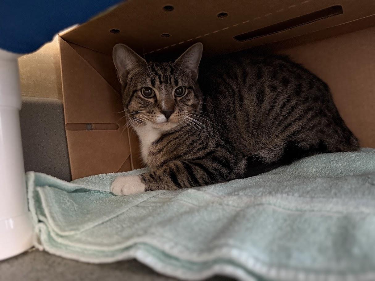 Enlarge Mel, a ADOPTABLE Domestic Short Hair in Berkeley, CA image 1/2