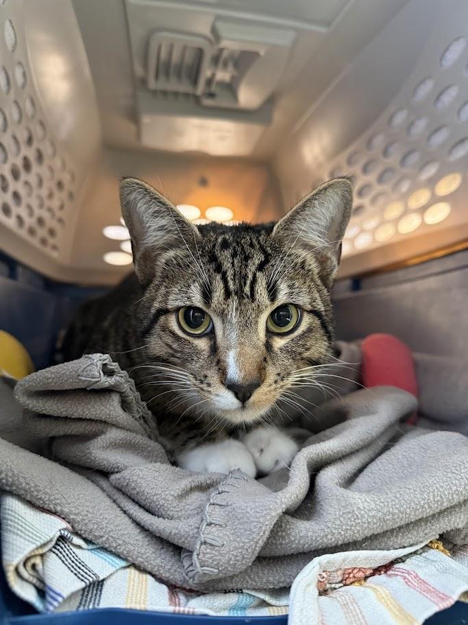 Enlarge Mel, a ADOPTABLE Domestic Short Hair in Berkeley, CA image 4/4
