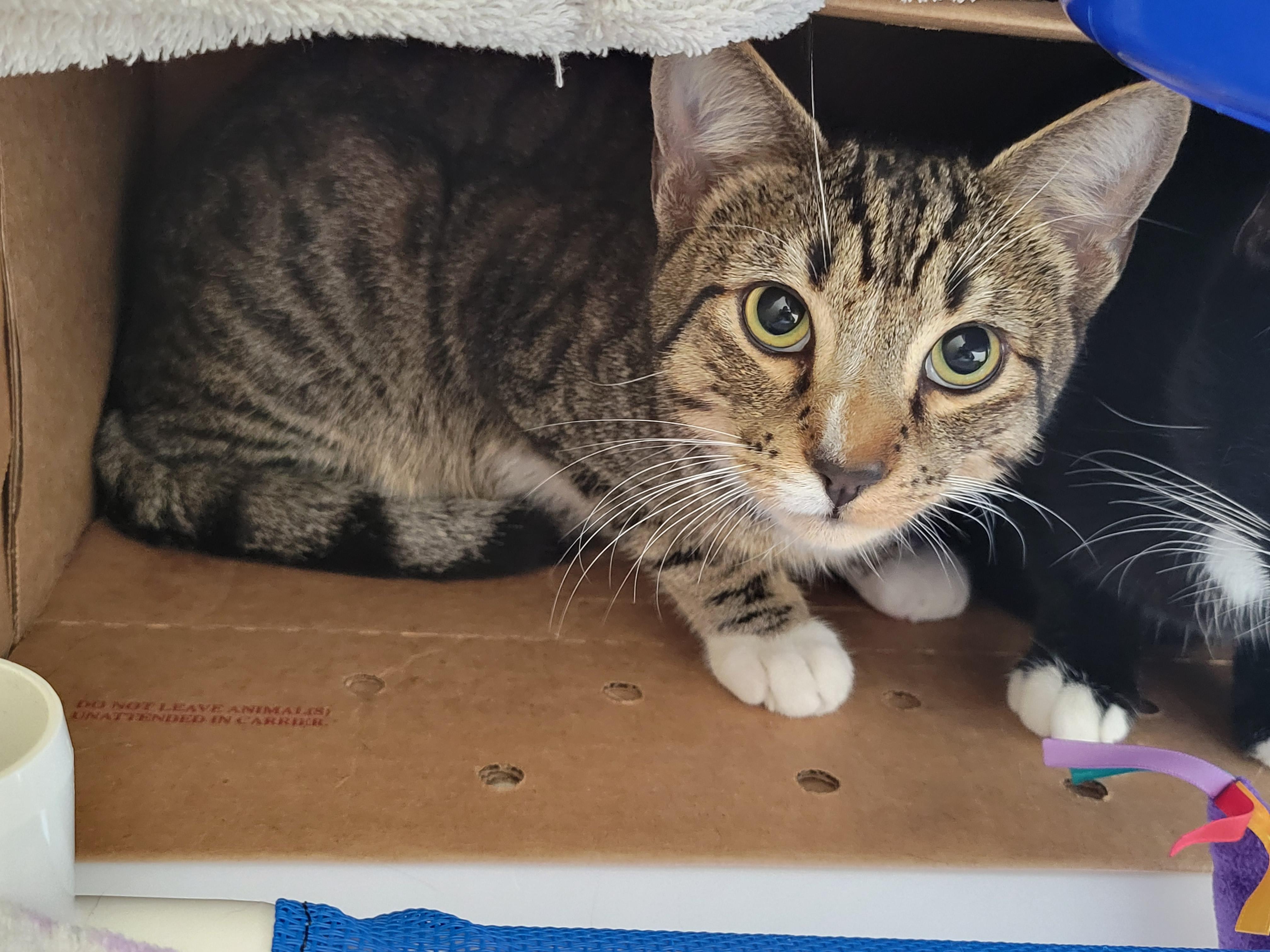 Mel, ADOPTABLE, Young Male Domestic Short Hair.