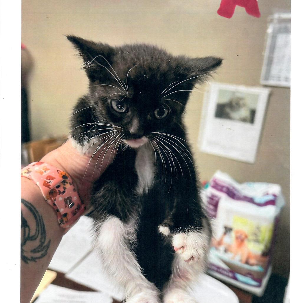 Myrtle, a Adoptable Domestic Short Hair in Salem, WV image 1/2