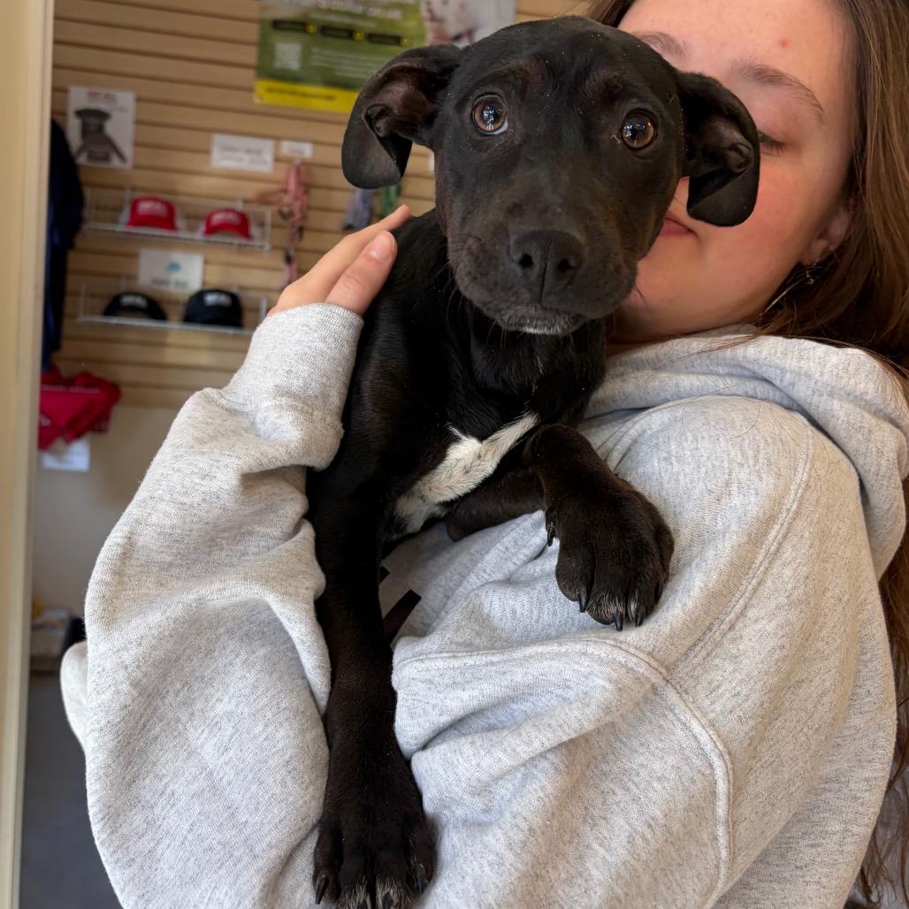 Luna, Adoptable, Puppy Female Terrier.