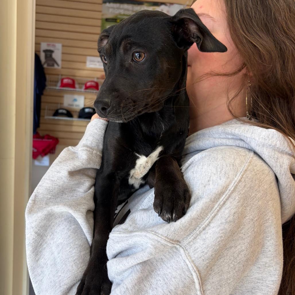 Enlarge Luna, a Adoptable mixed breed in Morrisville, VT image 2/3