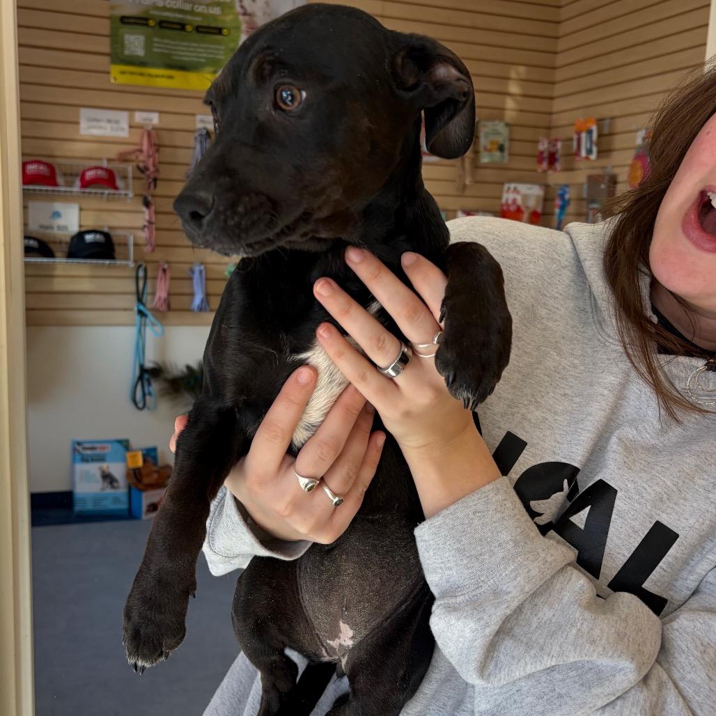 Enlarge Luna, a Adoptable mixed breed in Morrisville, VT image 3/3