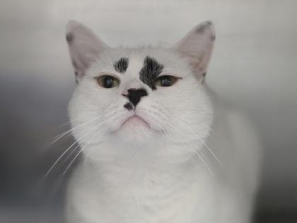 Honey, a Adoptable mixed breed in Woodbury, MN image 1/2