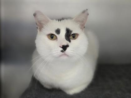 Honey, a Adoptable mixed breed in Woodbury, MN image 2/2