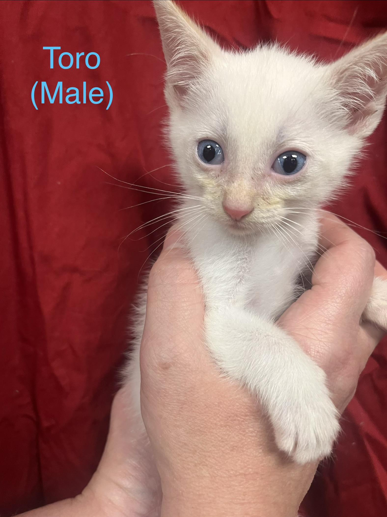 Toro, Adopted, Kitten Male Domestic Short Hair.