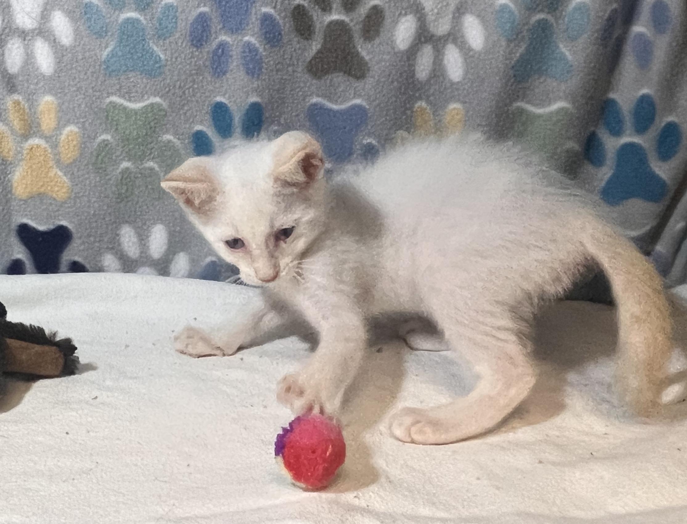 Enlarge Toro, a Adopted Domestic Short Hair in Goodlettsville, TN image 2/4