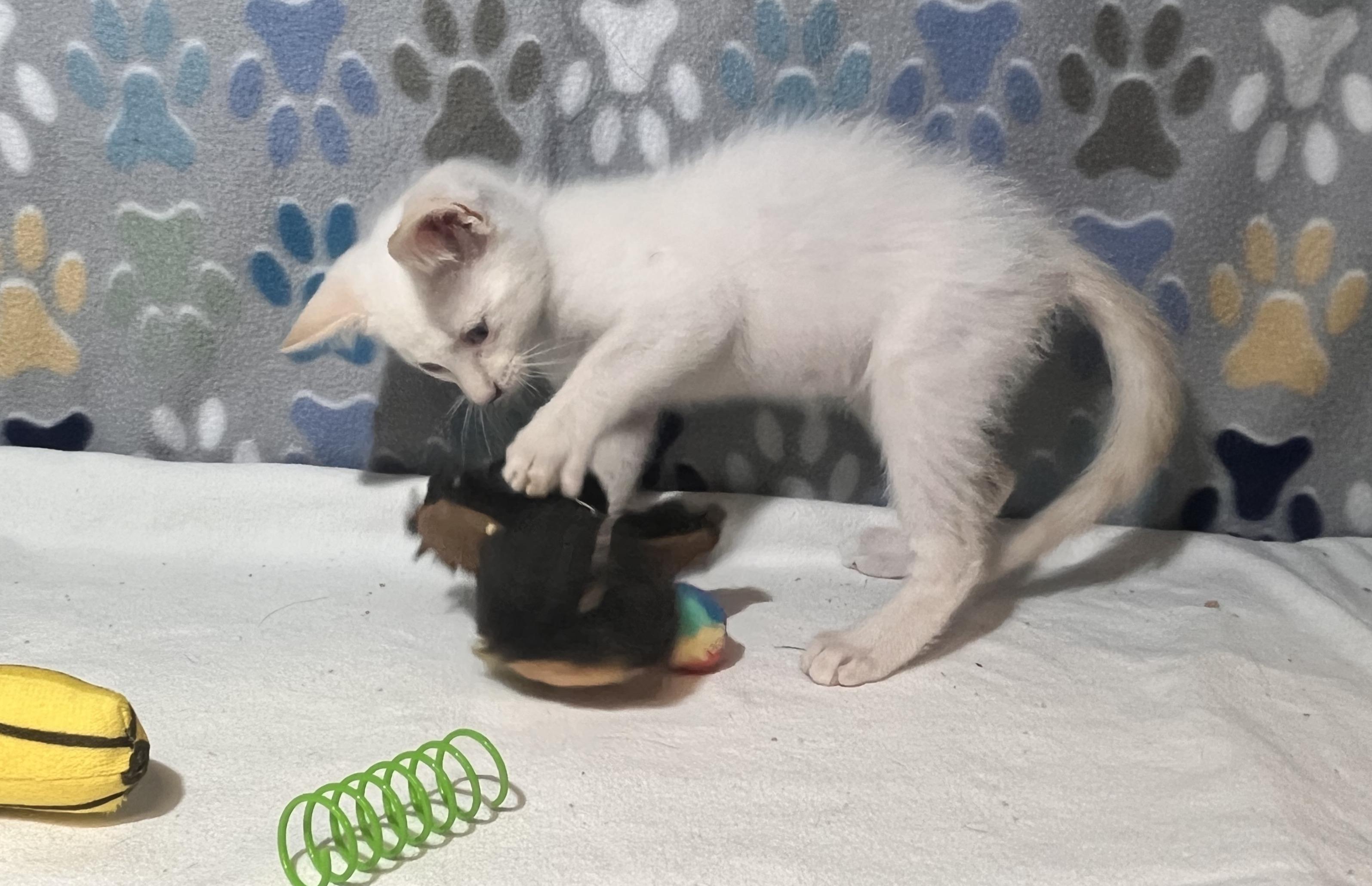 Enlarge Toro, a Adopted Domestic Short Hair in Goodlettsville, TN image 3/4