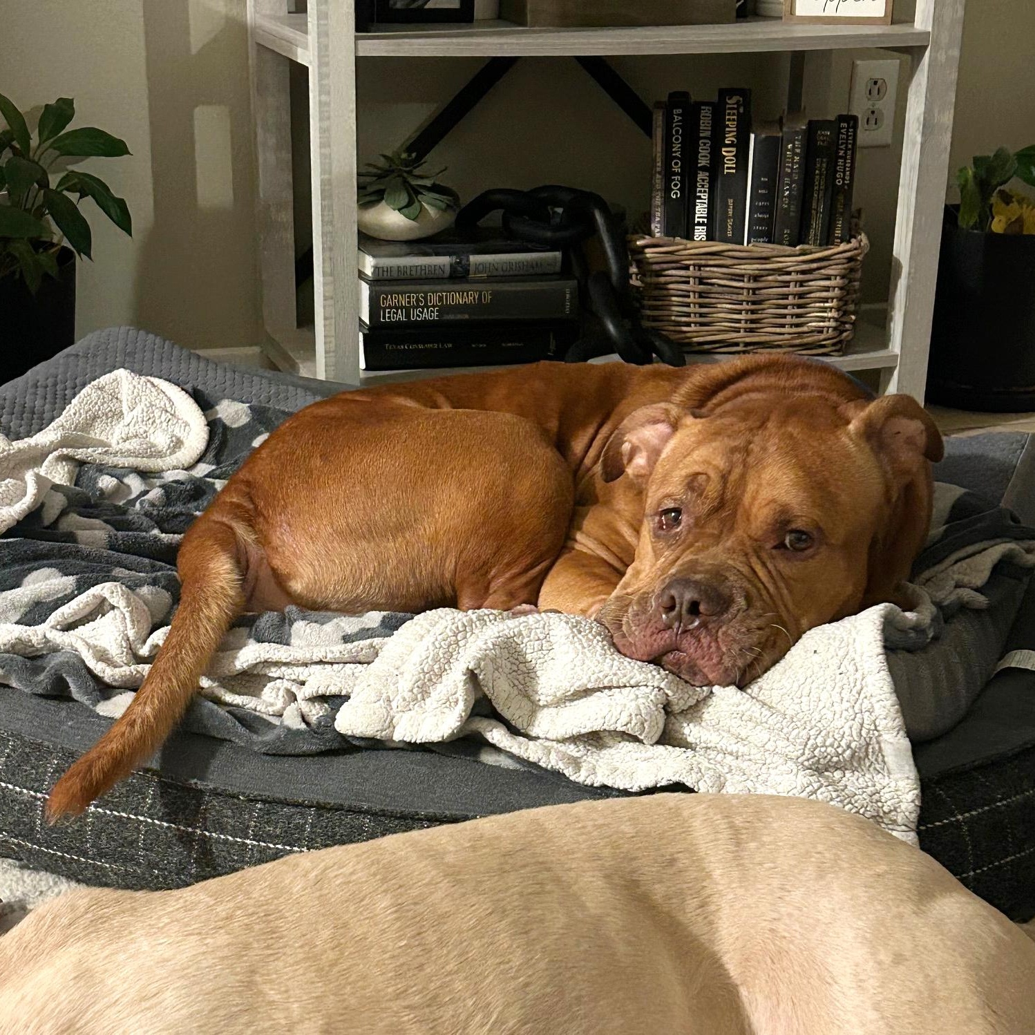 Enlarge Wally, a Adoptable mixed breed in Burnsville, MN image 6/6