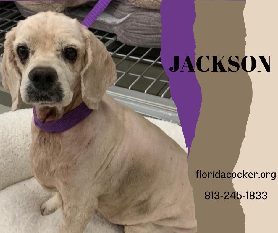 Jackson, Adoptable, Adult Male Cocker Spaniel.