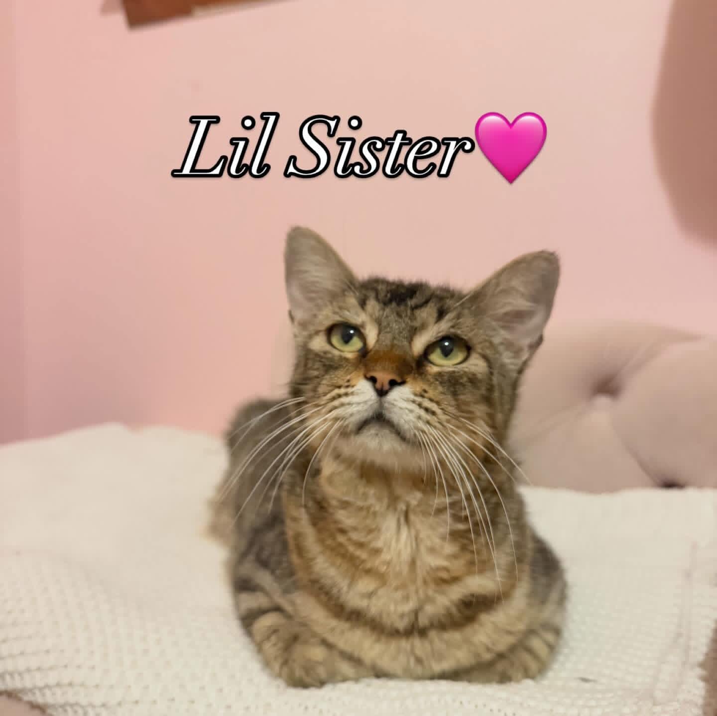 Lil Sister, Adoptable, Adult Female Domestic Short Hair.