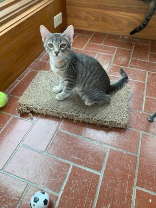 Anja, a Adoptable Domestic Short Hair in Verona, WI image 1/3
