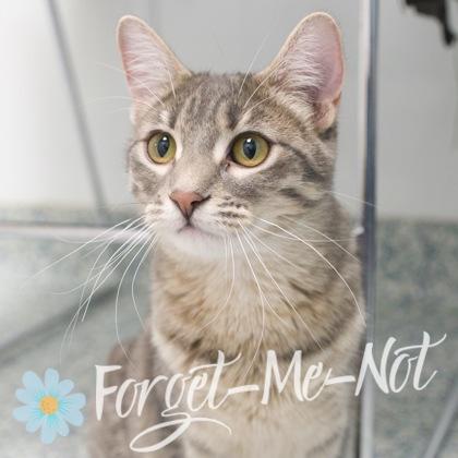 Anja, a Adoptable Domestic Short Hair in Verona, WI image 2/3