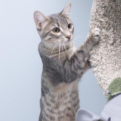 Anja, a Adoptable Domestic Short Hair in Verona, WI image 3/3