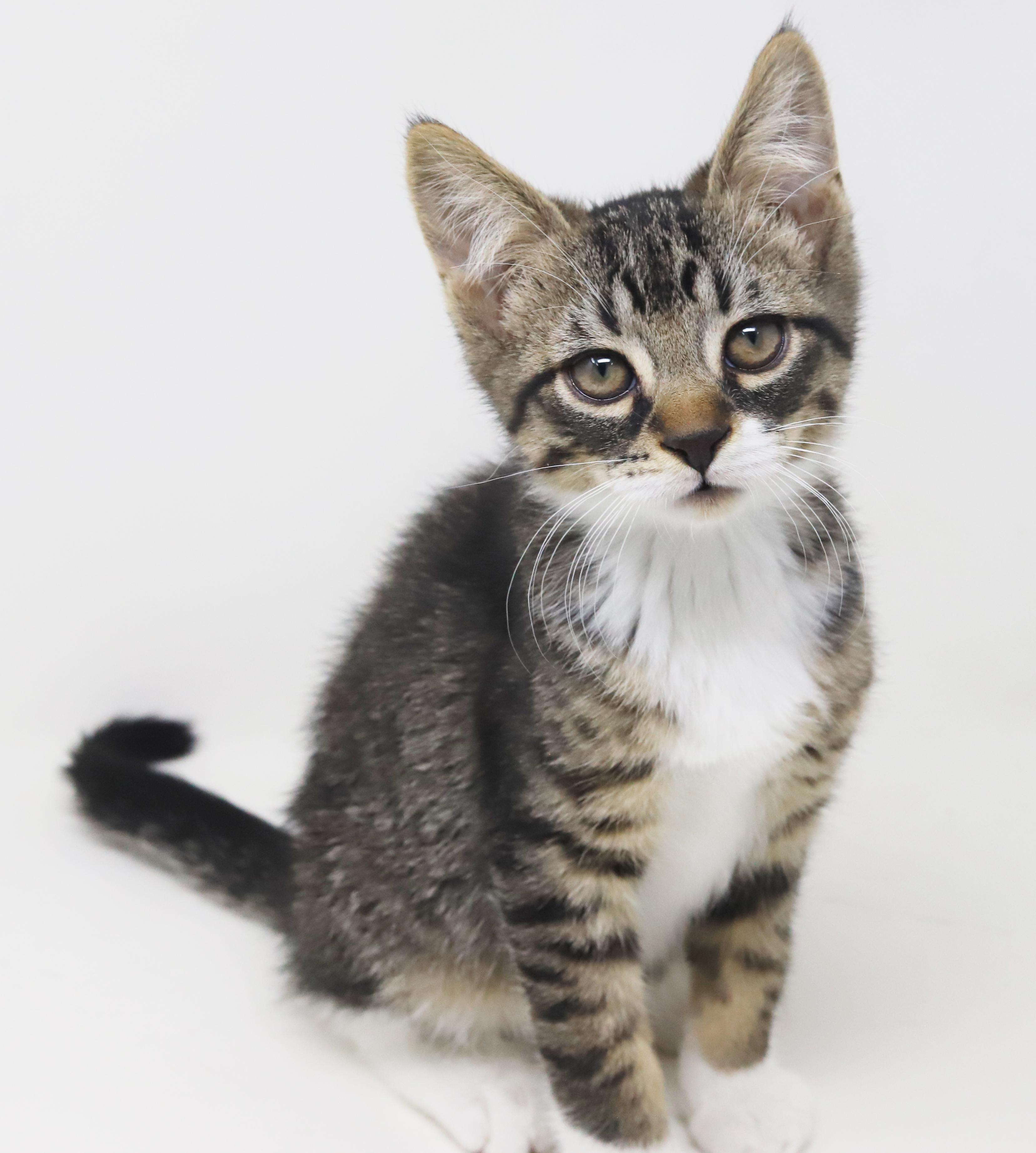 Pumpkin Is Super Precious thumbnail 2