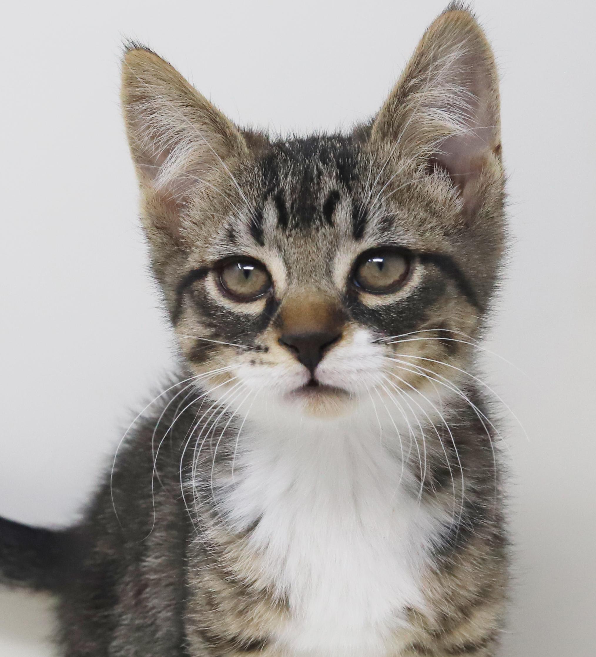 Pumpkin Is Super Precious thumbnail 3