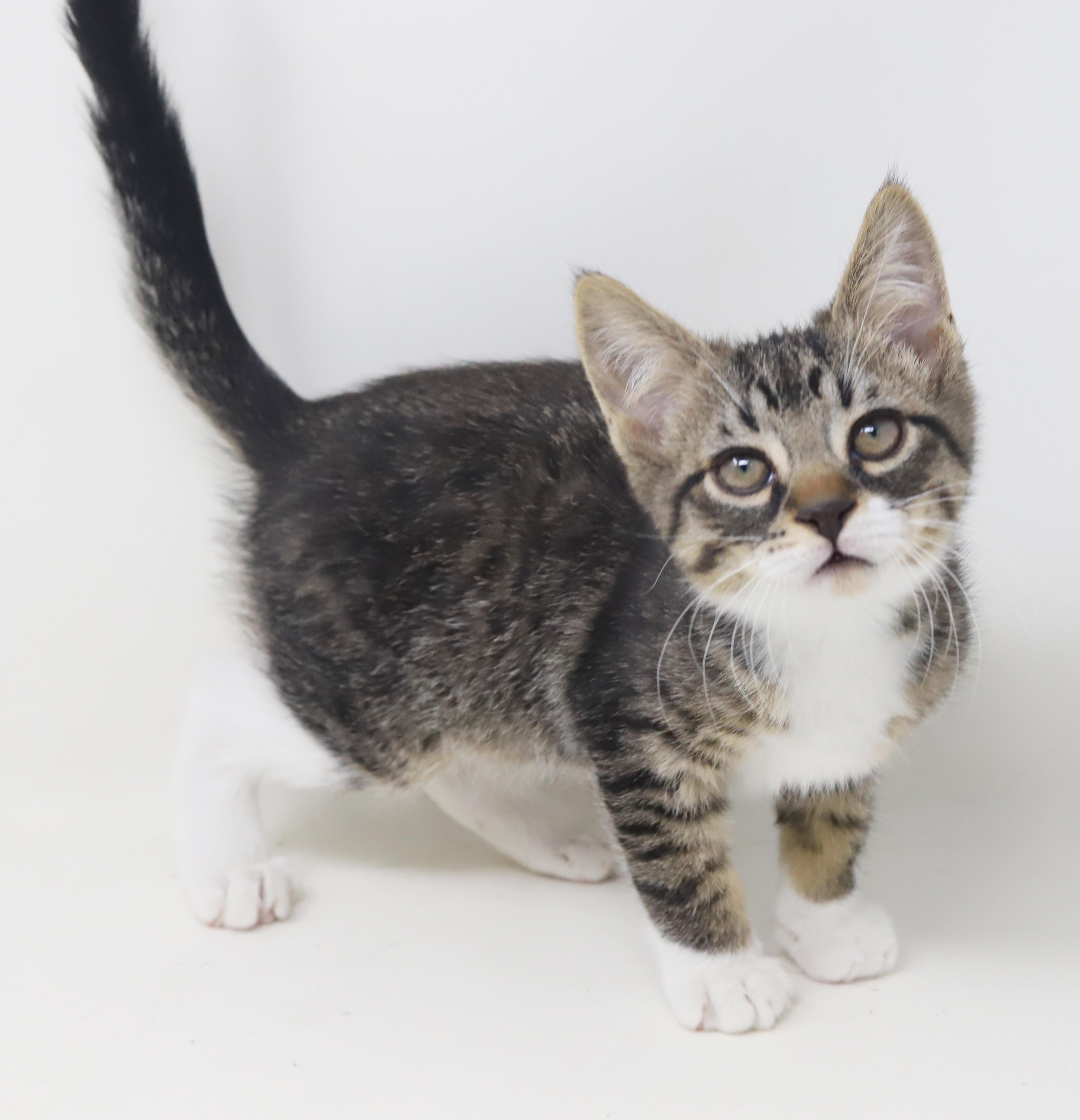 Pumpkin Is Super Precious thumbnail 4