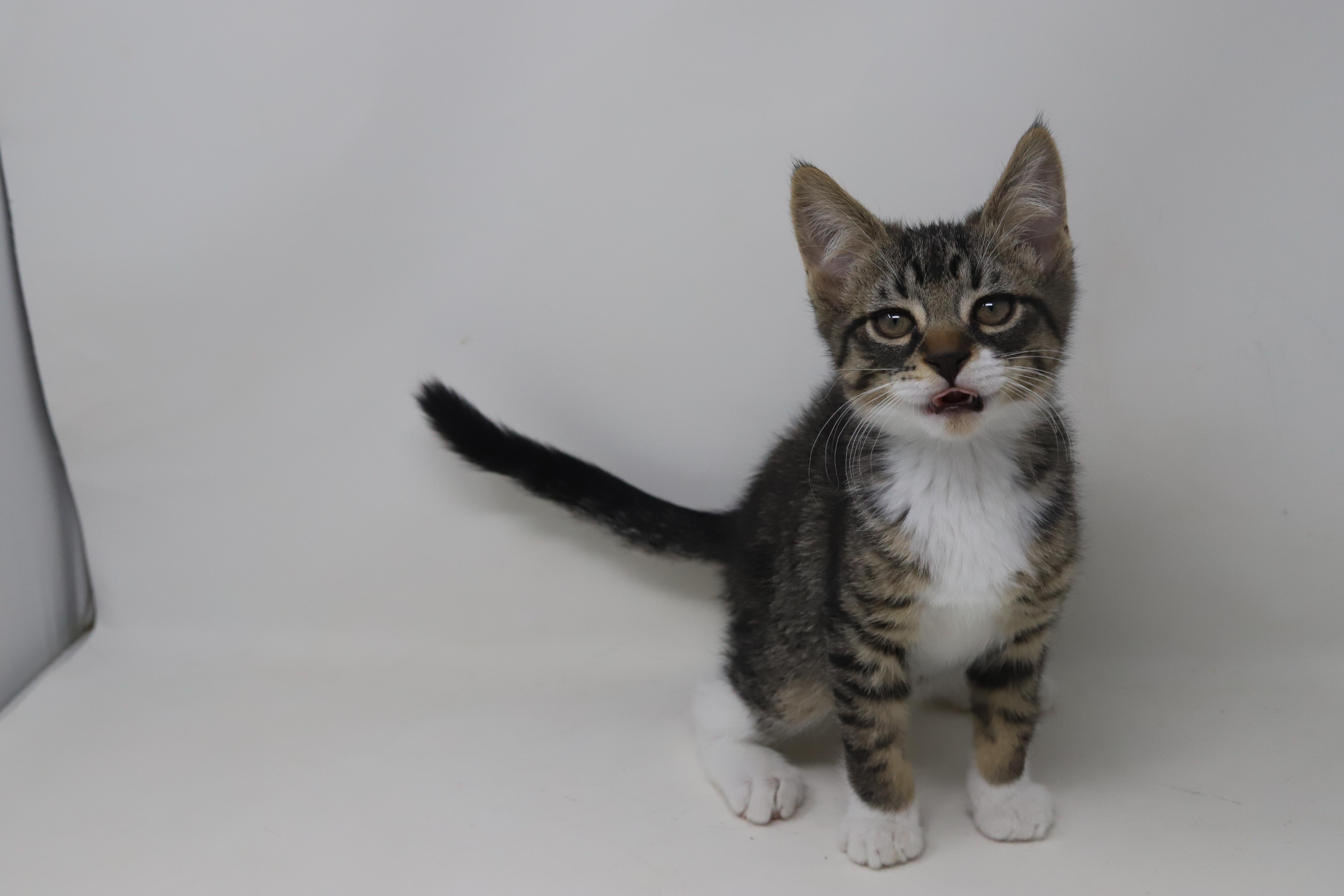 Pumpkin Is Super Precious thumbnail 5