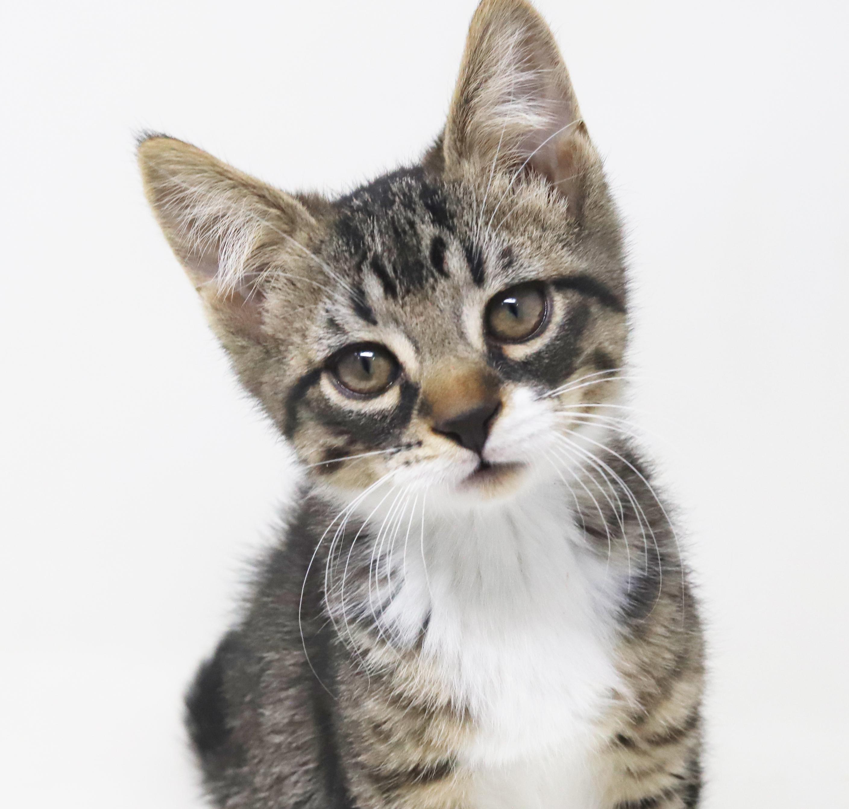 Pumpkin Is Super Precious thumbnail 6