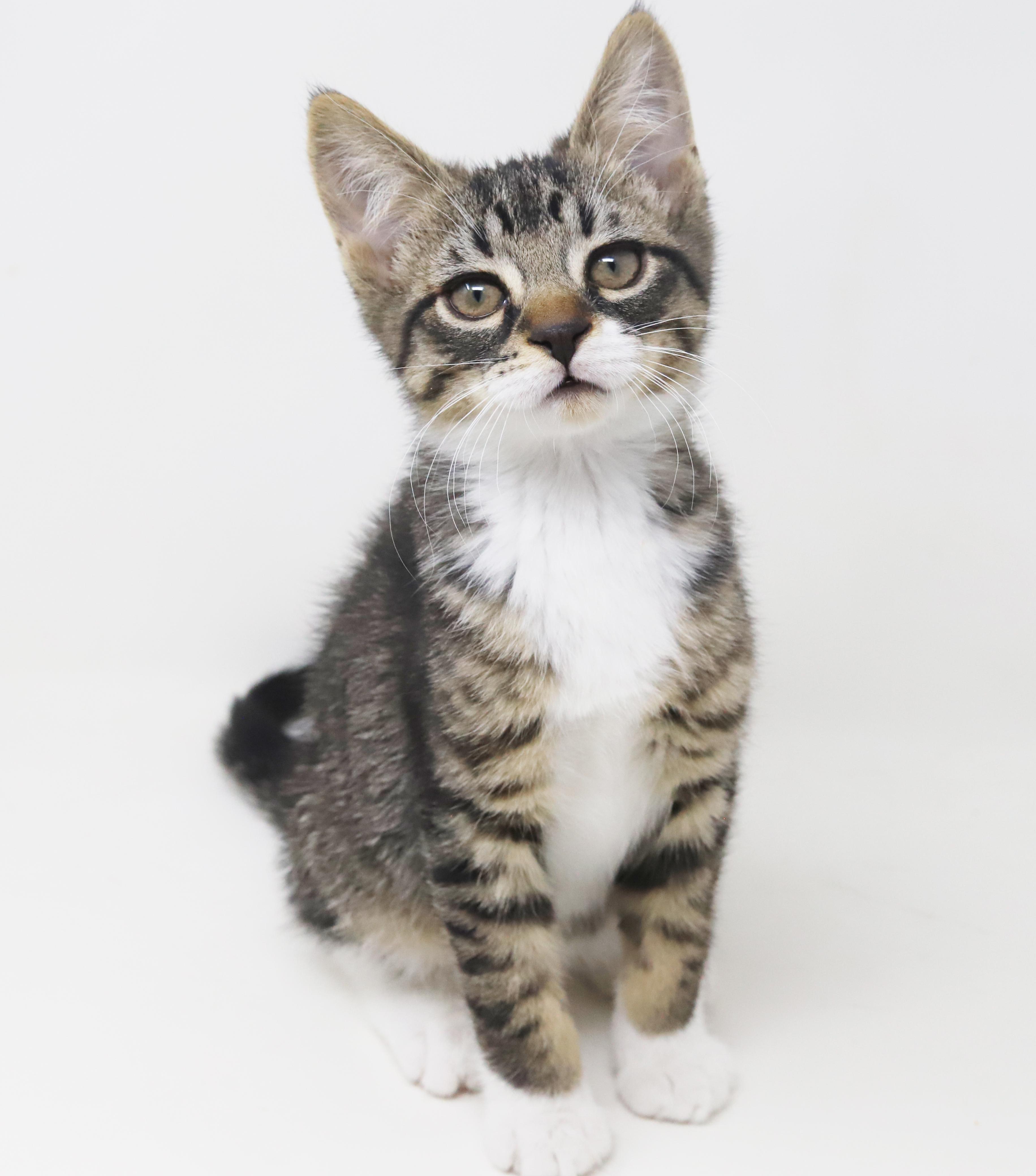 Pumpkin Is Super Precious thumbnail 7