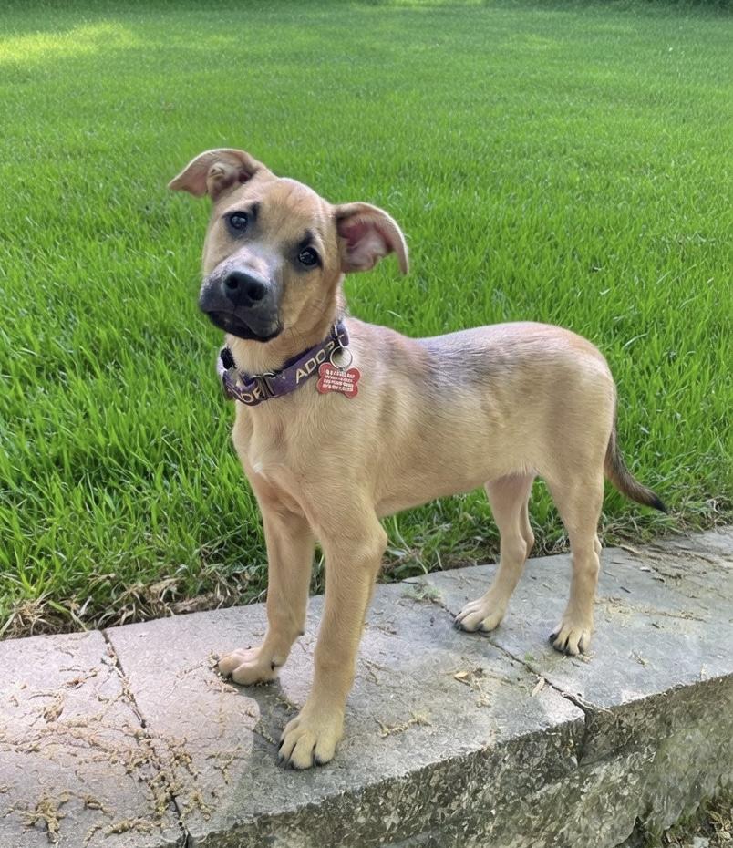 Enlarge Chopin, a ADOPTABLE mixed breed in Pittsboro, NC image 1/4