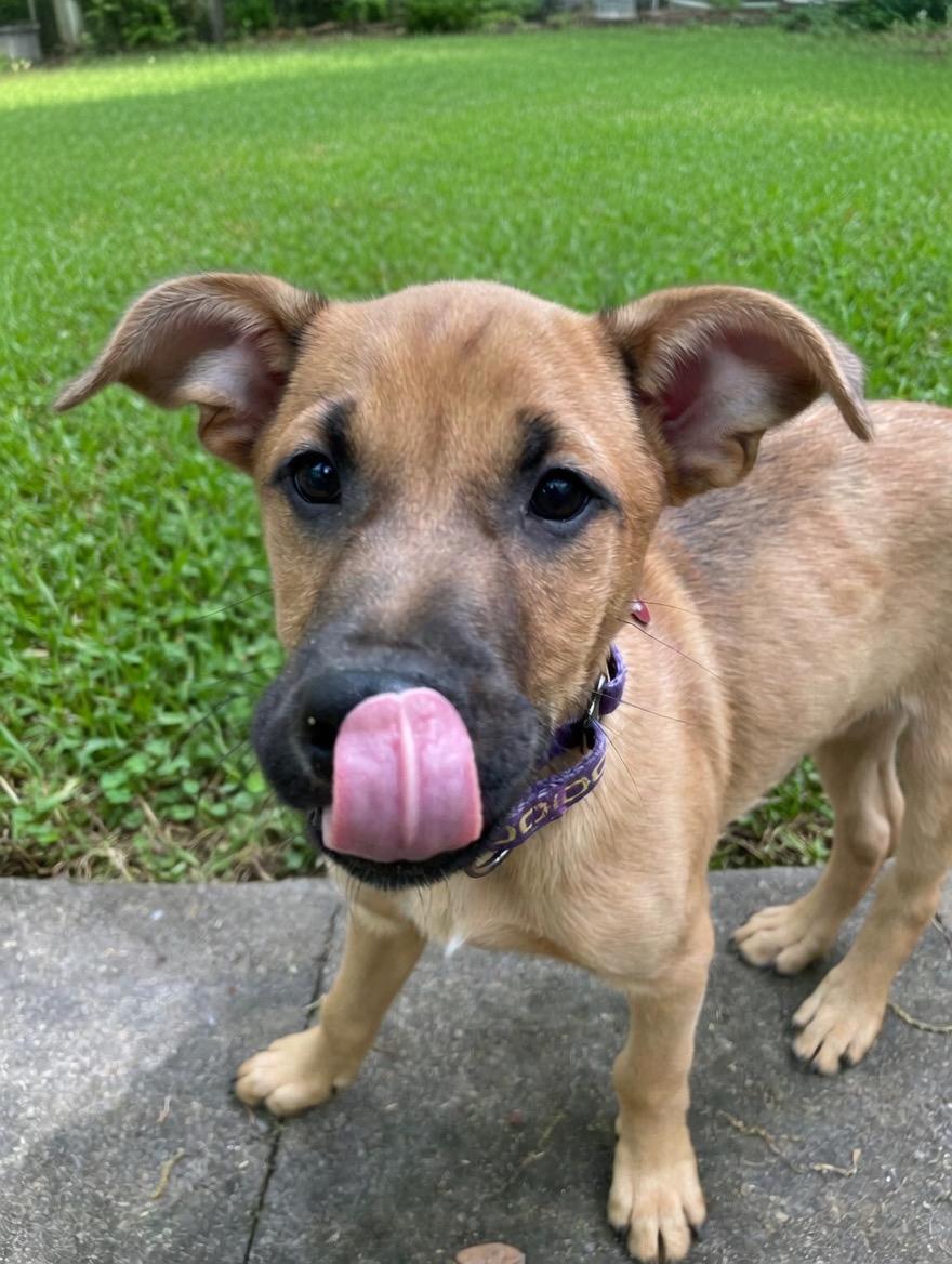 Enlarge Chopin, a ADOPTABLE mixed breed in Pittsboro, NC image 3/4