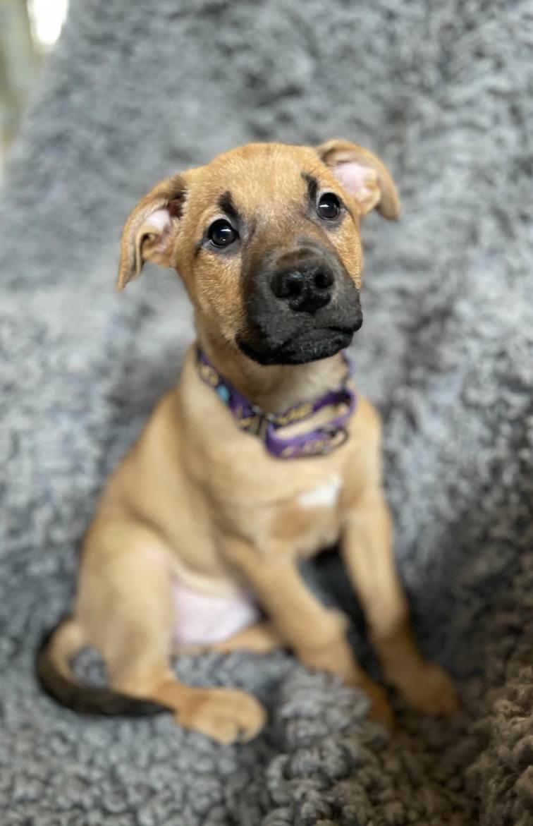 Enlarge Chopin, a ADOPTABLE mixed breed in Pittsboro, NC image 2/4