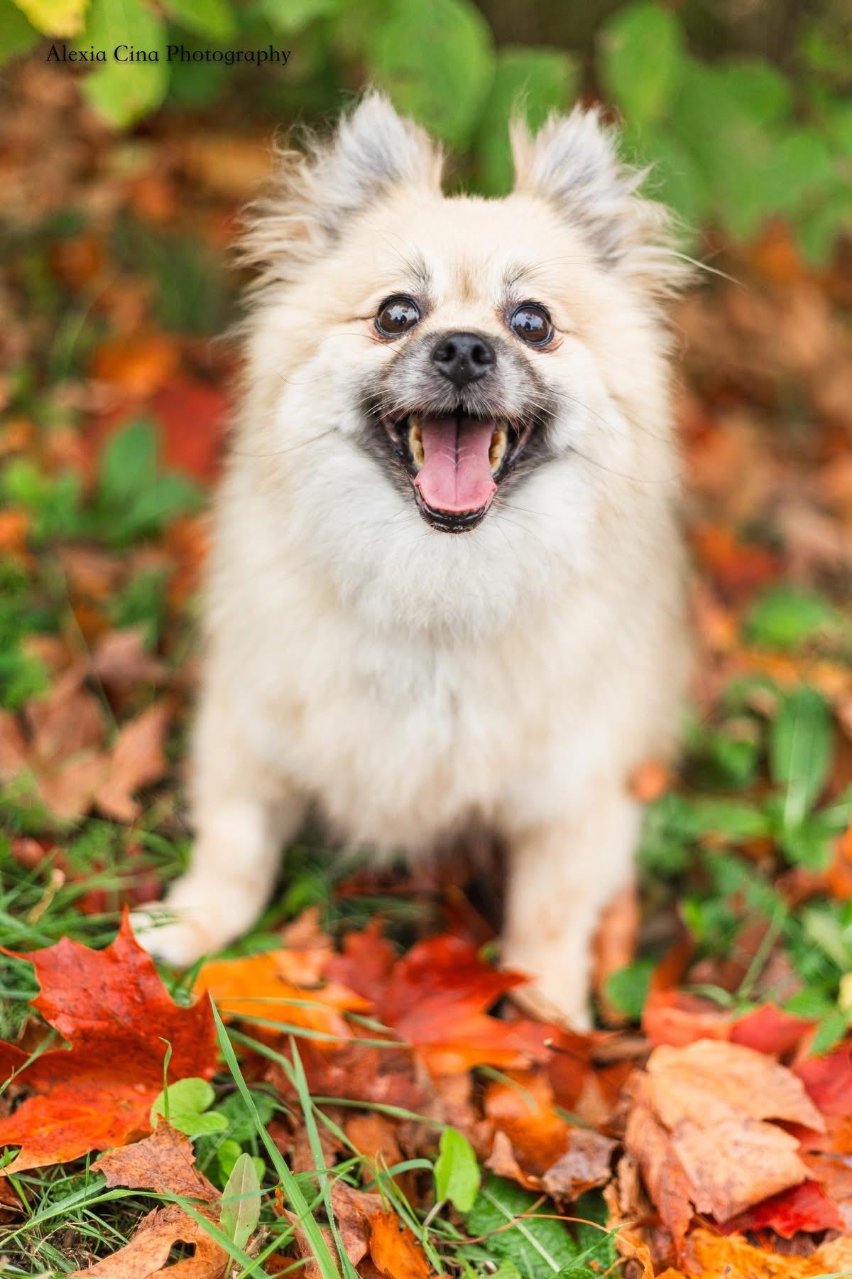 Coraline, Adopted, Adult Female Pomeranian.
