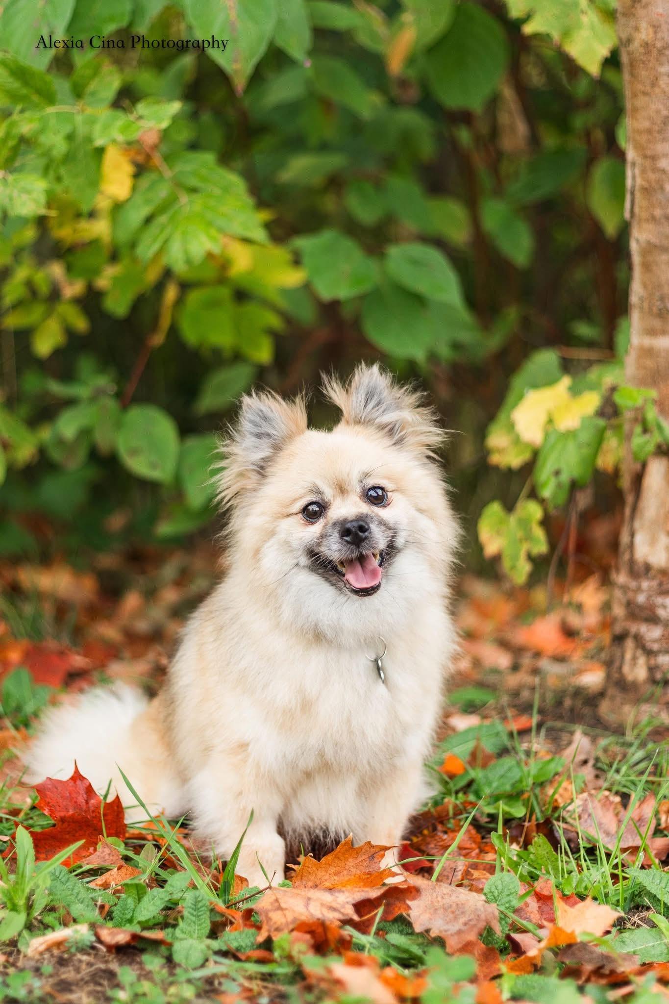 Enlarge Coraline, a Adopted Pomeranian in Drumbo, ON image 2/4