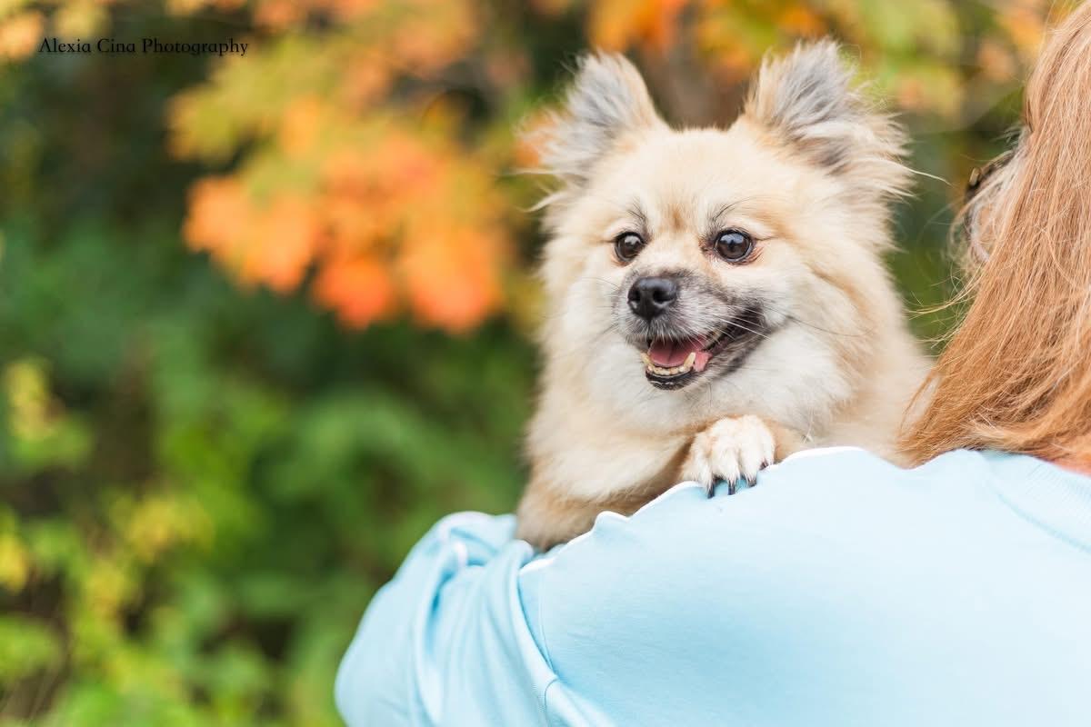 Enlarge Coraline, a Adopted Pomeranian in Drumbo, ON image 3/4