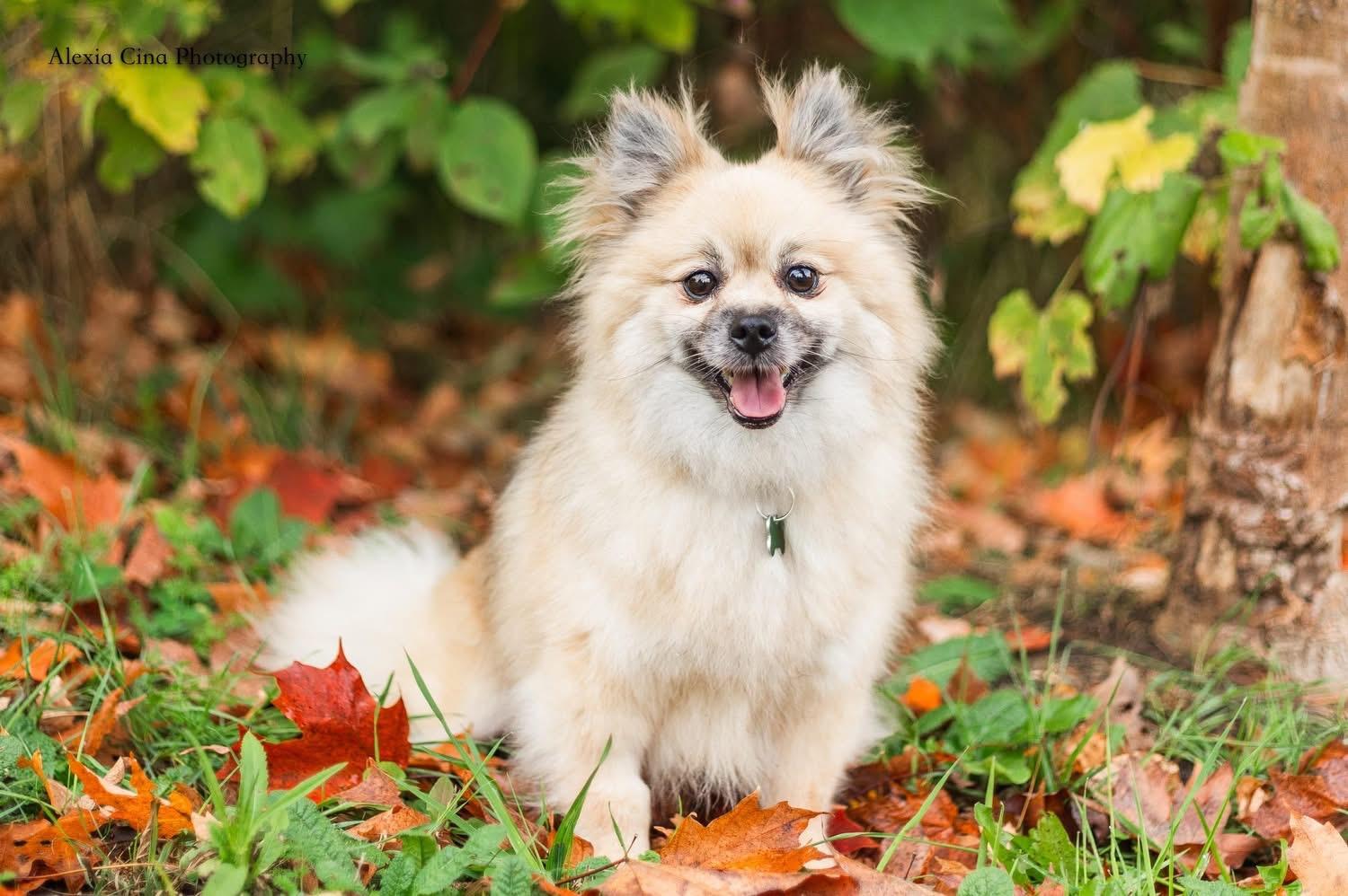 Enlarge Coraline, a Adopted Pomeranian in Drumbo, ON image 4/4