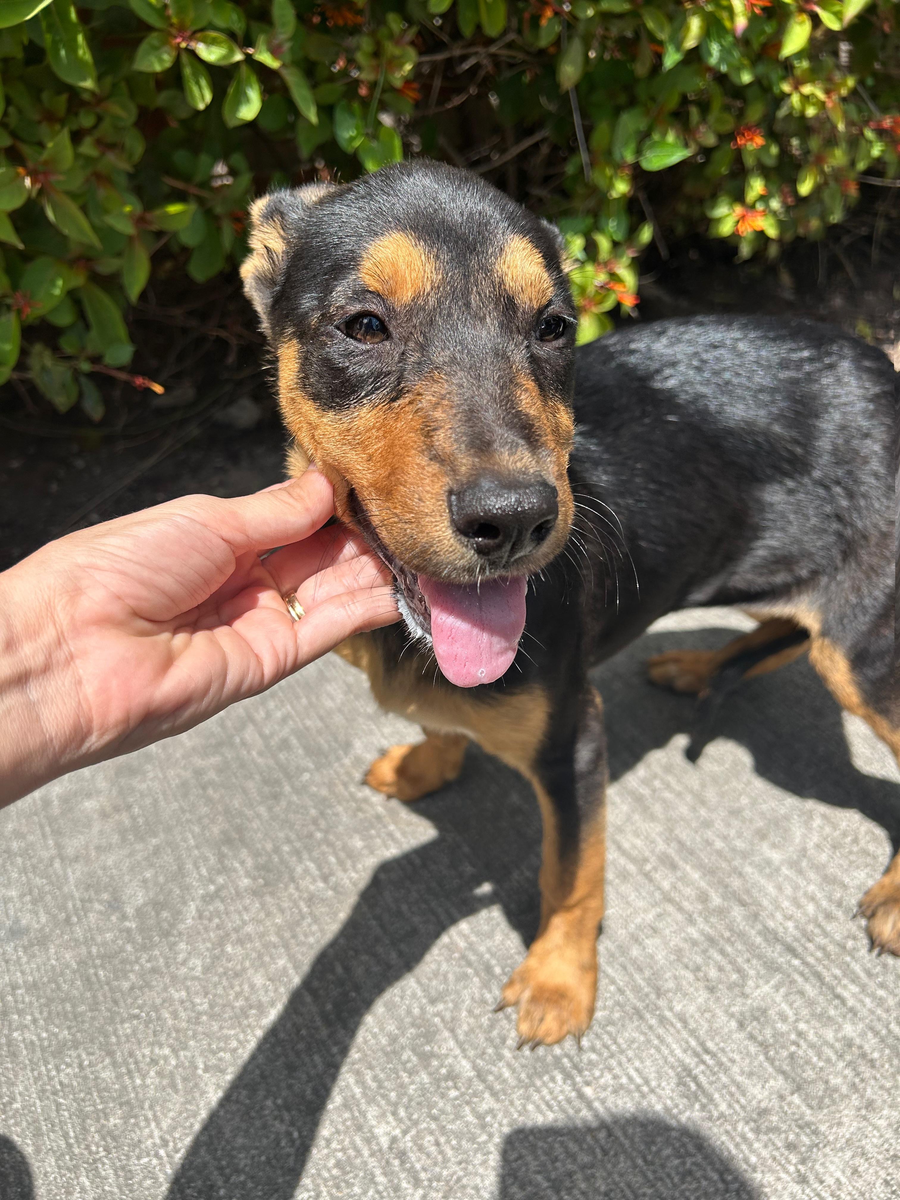 Wanda, Baby Female Doberman Pinscher