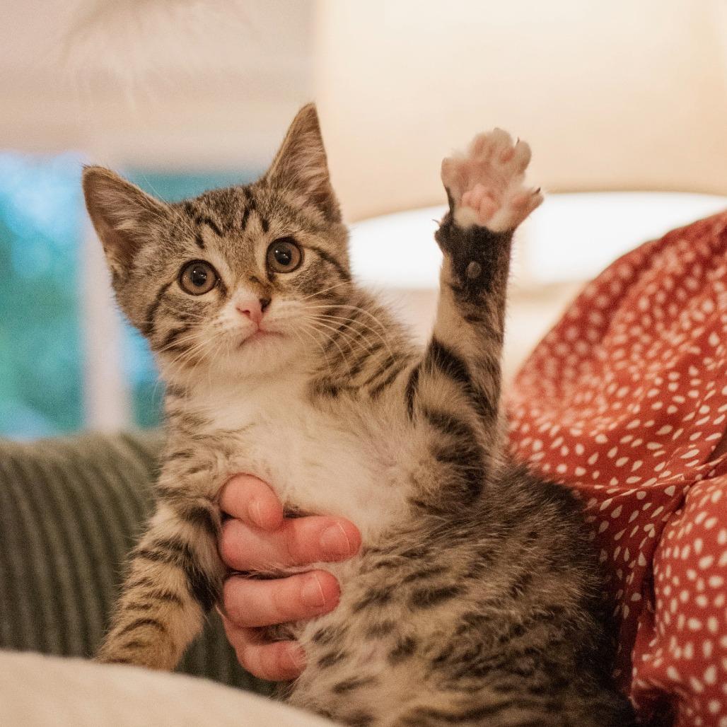 Cherry, Adoptable, Kitten Male Domestic Short Hair.