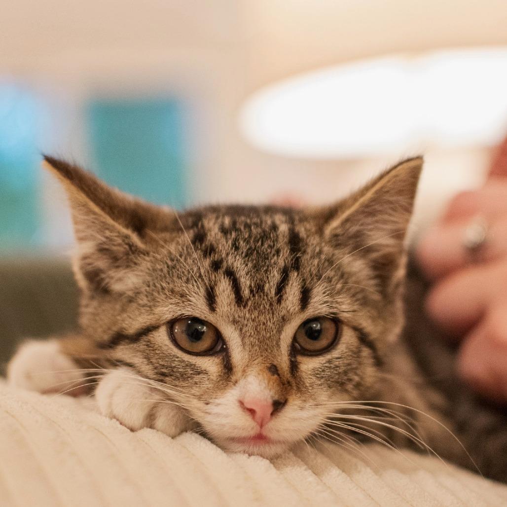 Cherry, a Adoptable Domestic Short Hair in Richmond, VA image 2/6