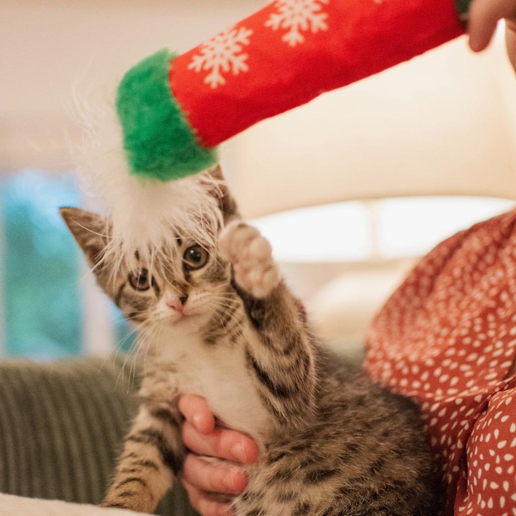 Cherry, a Adoptable Domestic Short Hair in Richmond, VA image 3/6