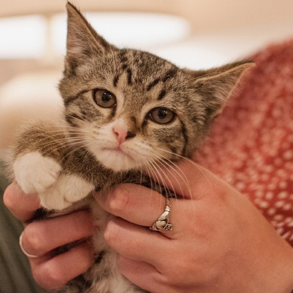 Cherry, a Adoptable Domestic Short Hair in Richmond, VA image 4/6