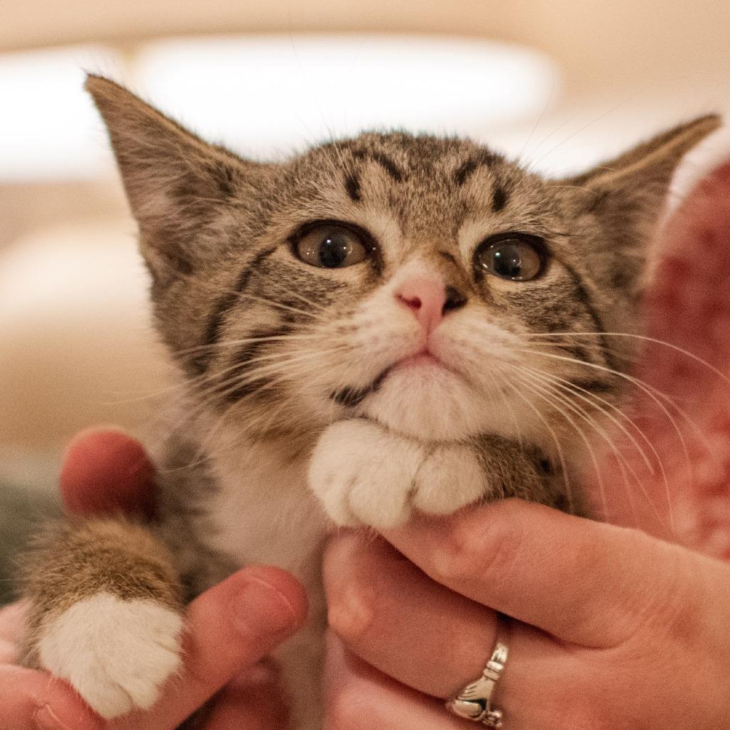 Cherry, a Adoptable Domestic Short Hair in Richmond, VA image 5/6