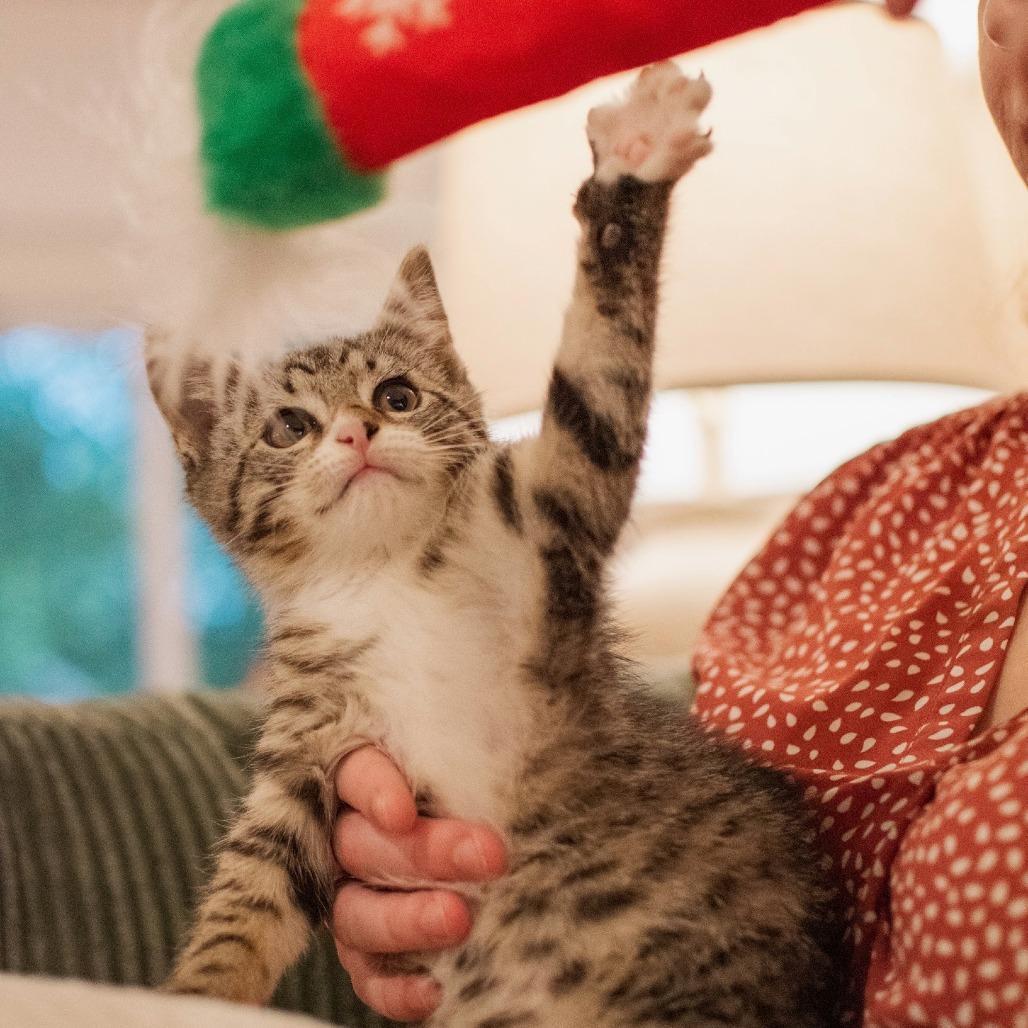 Cherry, a Adoptable Domestic Short Hair in Richmond, VA image 6/6