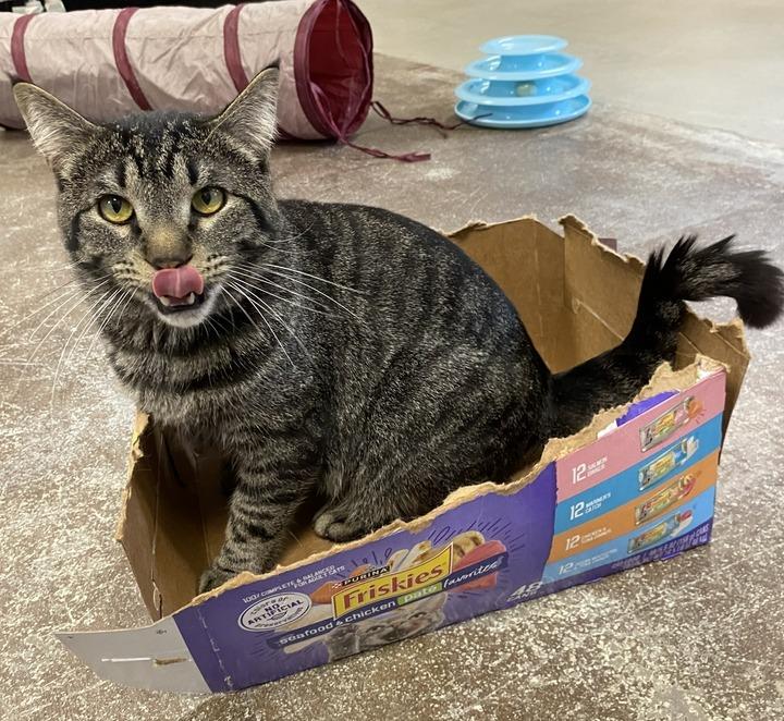 Enlarge Banshee, a Adoptable mixed breed in Minot, ND image 2/6