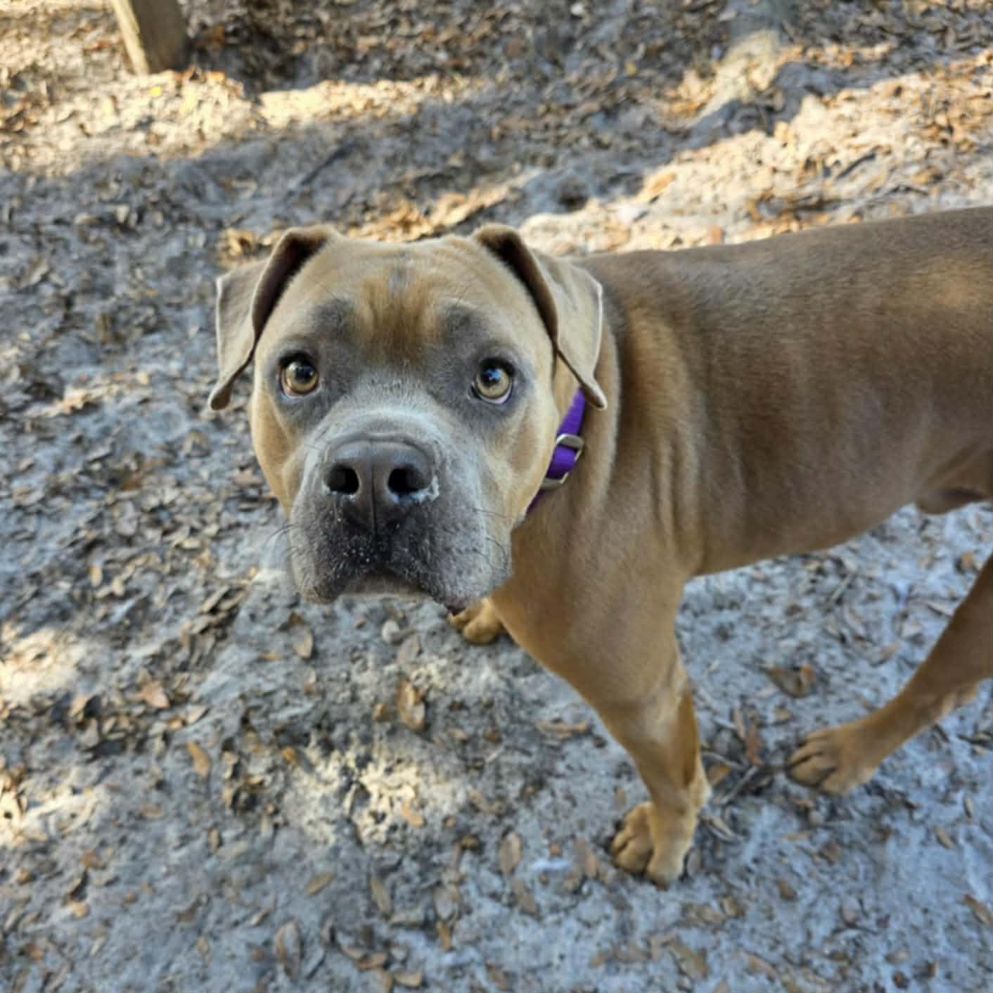 Enlarge Boomer, a ADOPTABLE Mixed Breed in Umatilla, FL image 1/1