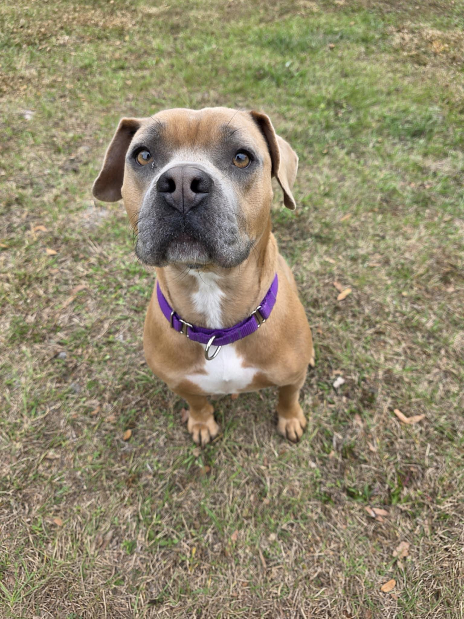 Enlarge Boomer, an adopted Mixed Breed in Umatilla, FL image 3/4