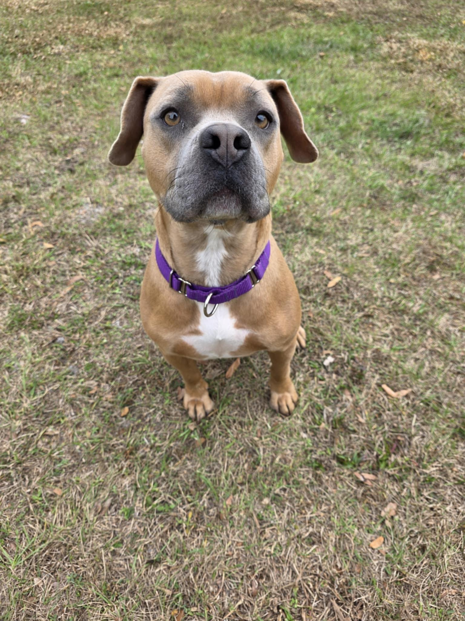 Enlarge Boomer, an adopted Mixed Breed in Umatilla, FL image 4/4