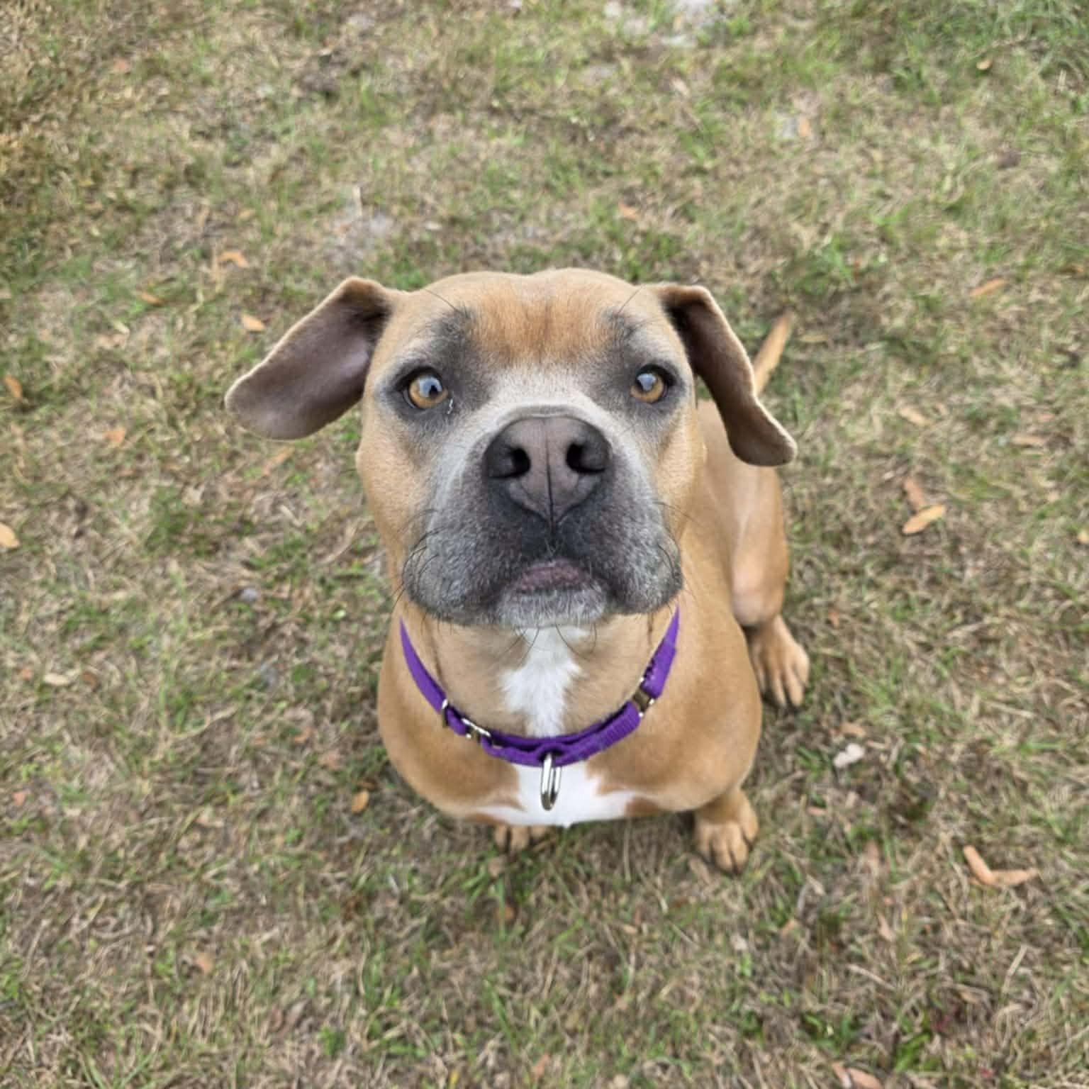 Enlarge Boomer, an adopted Mixed Breed in Umatilla, FL image 1/4