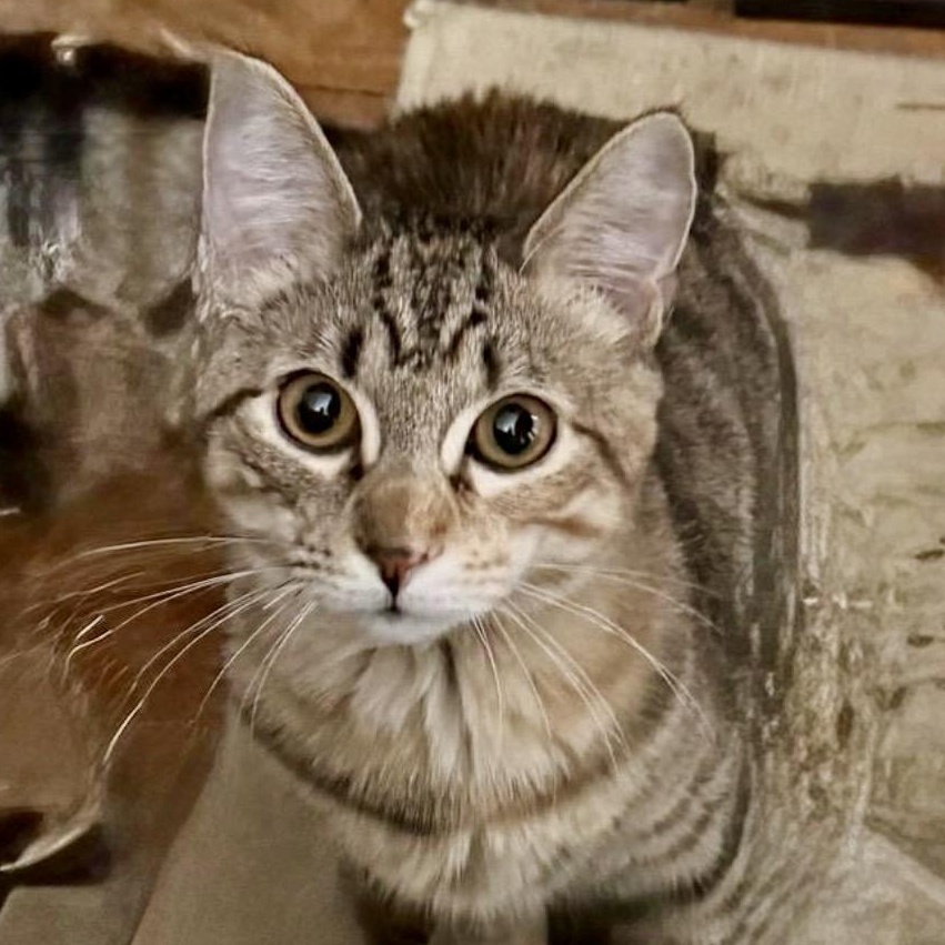 Enlarge Cameo , an adoptable mixed breed in Charles City, IA image 4/5