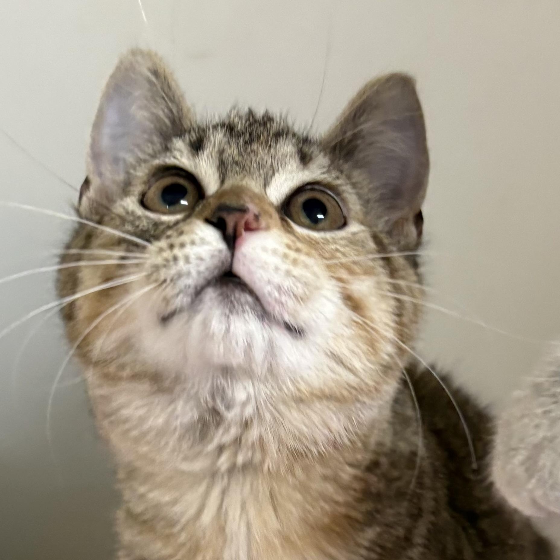 Enlarge Cameo , an adoptable mixed breed in Charles City, IA image 1/5